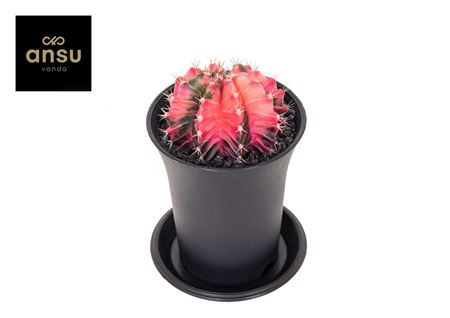 Gymno Cactus Variegated Extra Colored