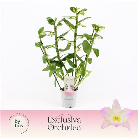 Den Nob 4st Kumiko Exclusiva Orchidea