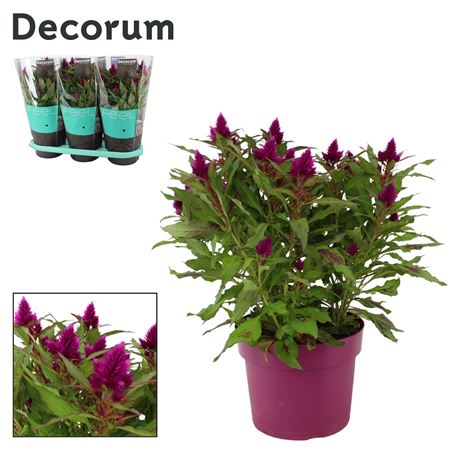 Celosia Deep Purple In Sleeve (decorum)