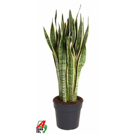 Sansevieria Laurentii