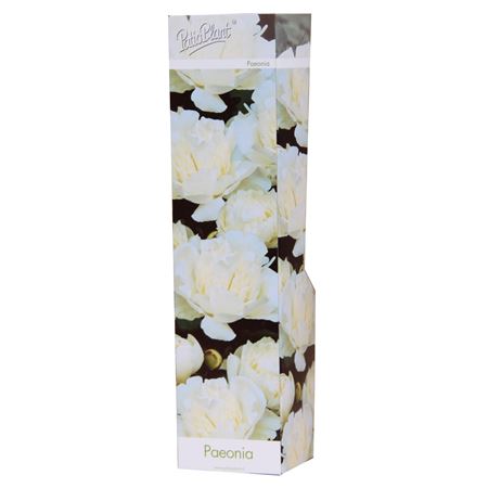 Paeonia Double White