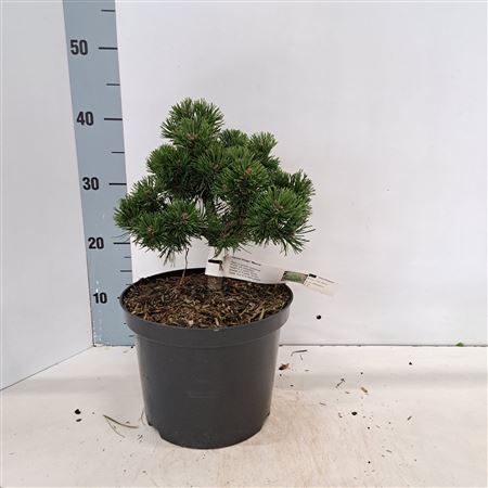 Pinus Mugo March