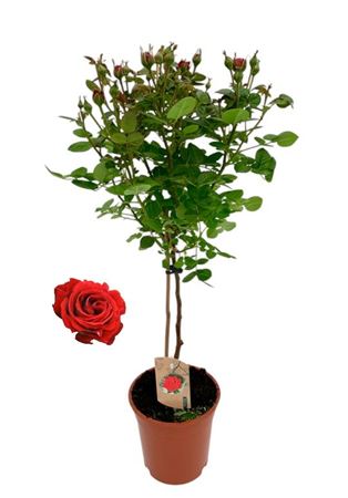 Rosa On Stem Red