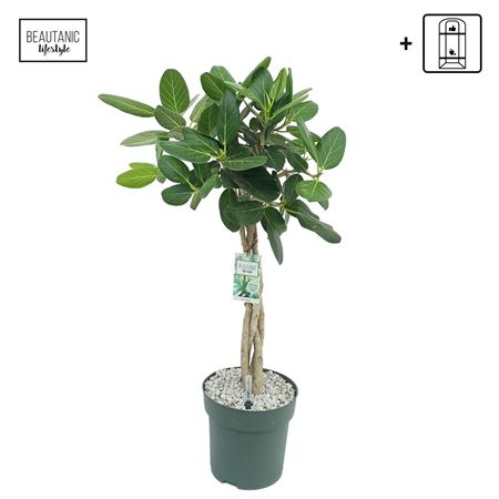 Ficus Ben Audrey Twisted Stem