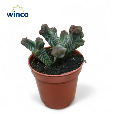 Crassula Pyramidalis