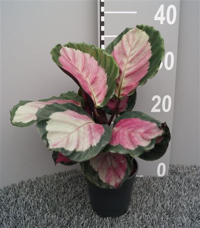 Calathea Roseo Rosy