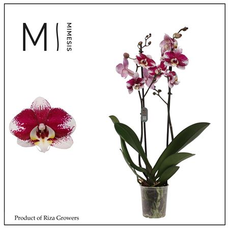 Phal 2st Barcelona 16+ (mimensis)