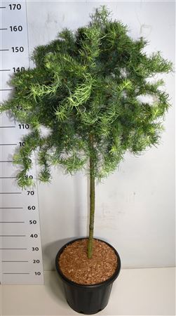Larix Kaempf Diana On Stem