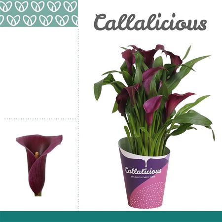 Zantedeschia Purple Paco In Potcover