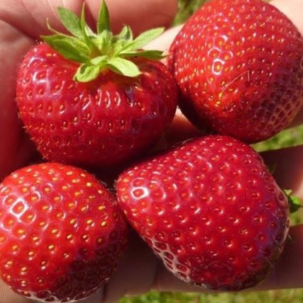 Земляника Деройял