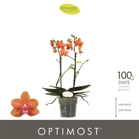 Phal 2st Optimost Paprika