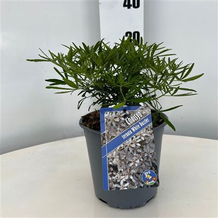 Choisya White Dazzler