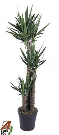 Yucca 120-90-45 3+