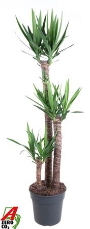 Yucca 120-90-45 3+
