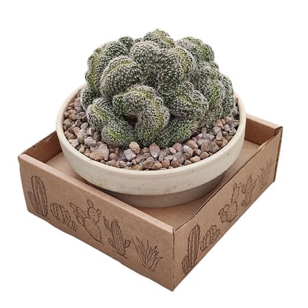 Lobivia Densispina Crestata