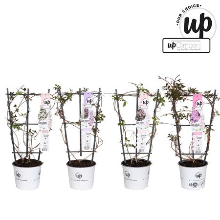 Клематис Монтана Наш выбор, микс