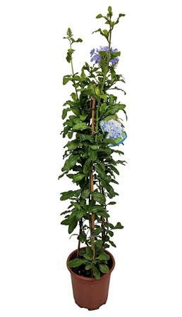 Plumbago Auriculata Pyramid