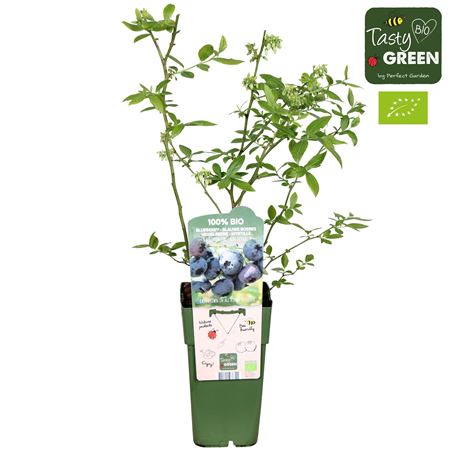 Vaccinium Co Blue Dessert Bio
