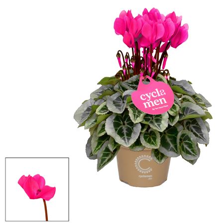 Cyclamen Picasso Pink