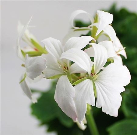 Geranium Fireworks White