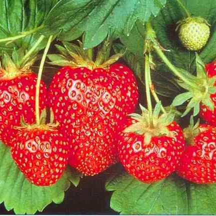 Земляника Олимпия