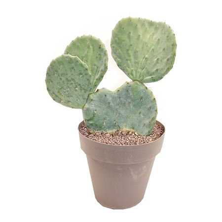Opuntia Robusta In Pot Production