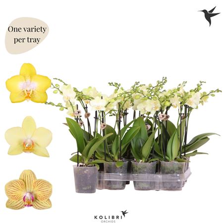 Phal Little Kolibri 2st Yellow 22+ (ok)