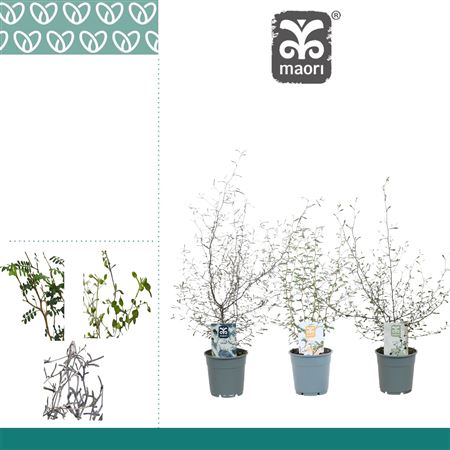 Corokia Maori Mix