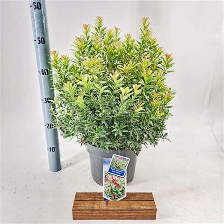 Pieris Jap Little Goldy
