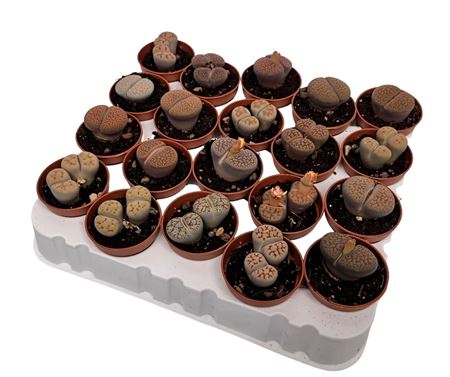 Lithops Sp. (living Stones)
