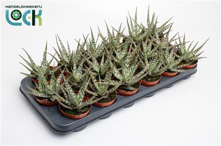 Aloe Somaliensis