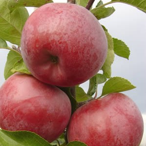 Яблоня домашняя Спартан