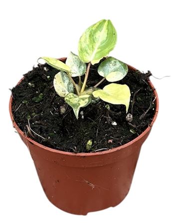 Philodendron Billietiae Variegata