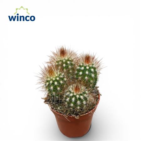 Pilosocereus Piauhyensis