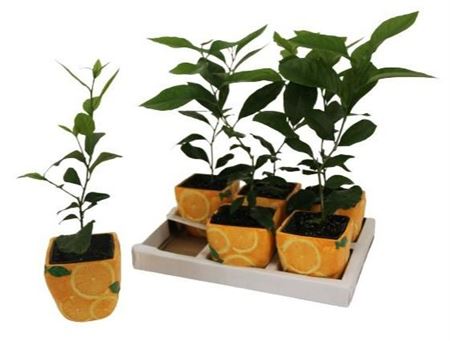 Citrus Calamondin No Fruit In Ceramic