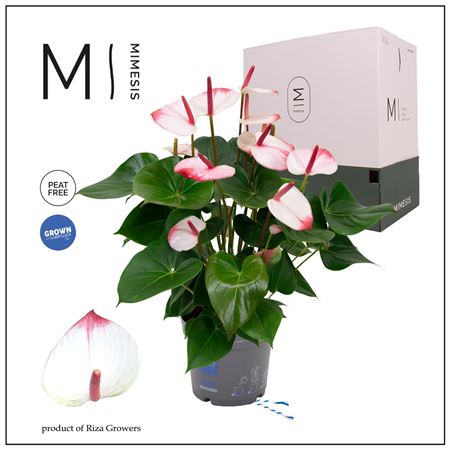 Anthurium An Hotlips 6+