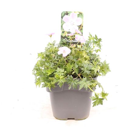 Geranium Sanguineum Frivolius Lilac