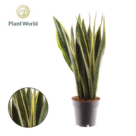 Sansevieria Laurentii Xl