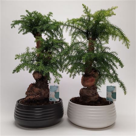 Bonsai Araucaria Cunninghamii Spiral