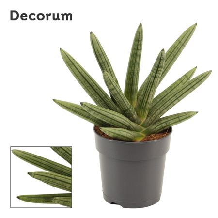 Sansevieria Double Boncellensis (decorum)