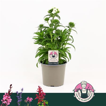 Dianthus Barbatus Dart White