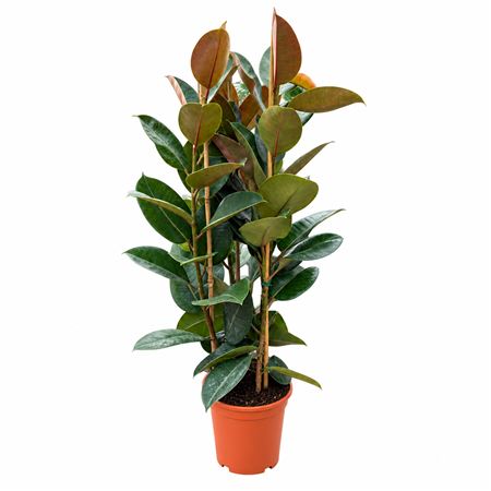 Ficus El Robuta 3pp