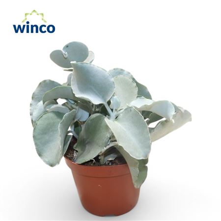 Kalanchoe Silver Spoons