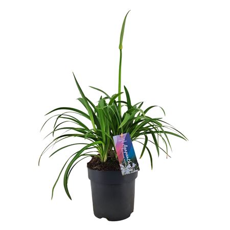 Agapanthus Pitchoune White