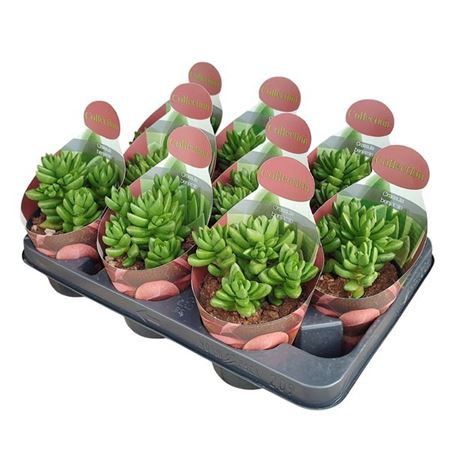 Crassula Benjamin Potcover