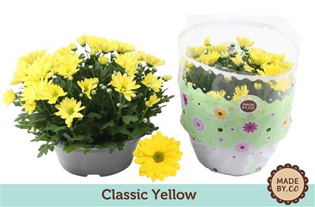 Chrys Classic Yellow In Bowl