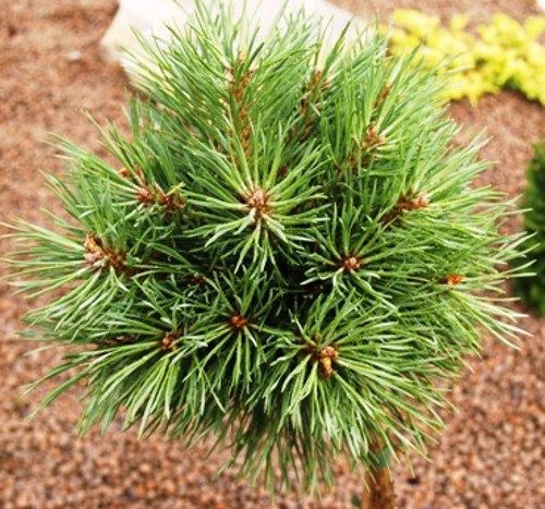 Сосна обыкновенная Джуто штамб