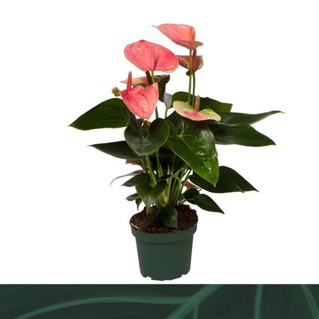 Anth An Sweet Dream 5+ (amazone)