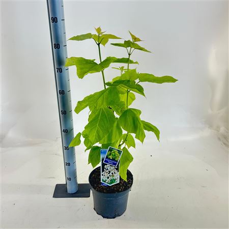 Catalpa Bignon Aurea
