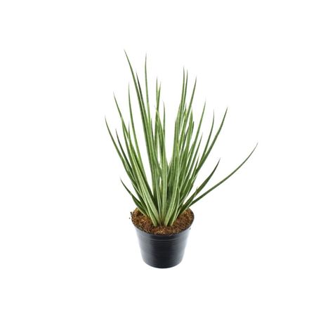 Sansevieria Medusa